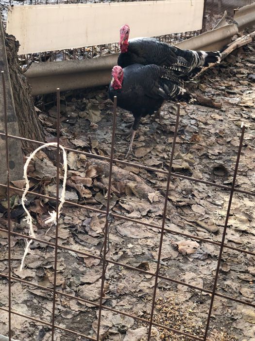 КУРКАЛА сотилади!