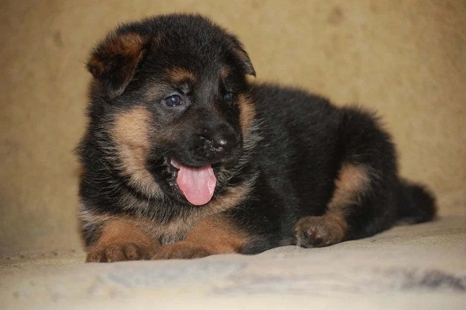Щенок немецкая овчарка