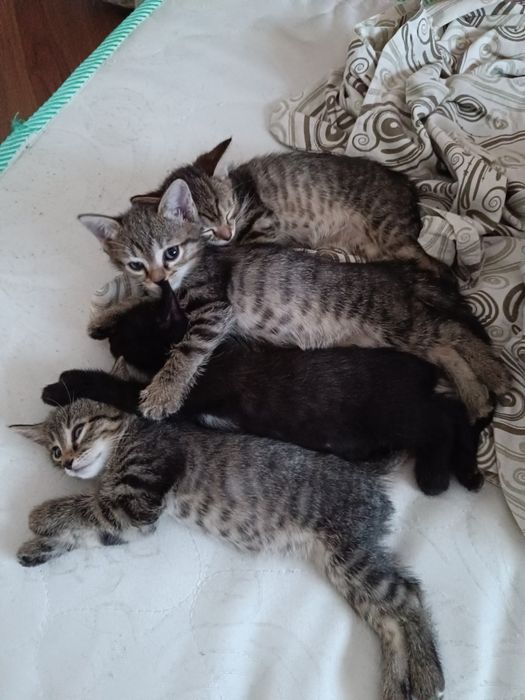 Котята в хорошие руки