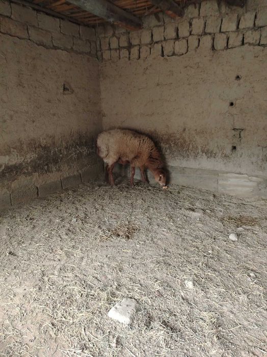 Arashay qo'y sotiladi