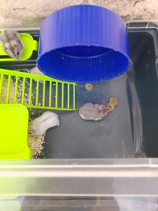Vand  pui de hamsteri