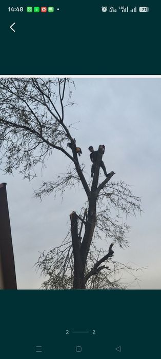 С пилим деревья. Агаш кесемиз.