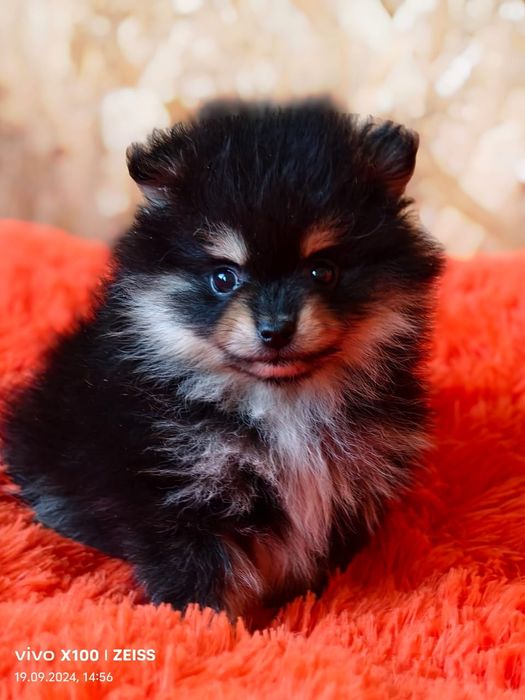 Очаровательные щенки шпица.