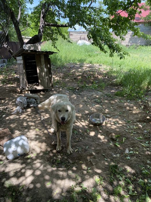 Отдам в хорошие руки пес