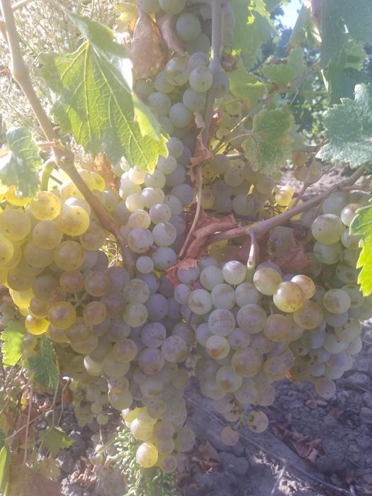 Struguri de vânzare Riesling