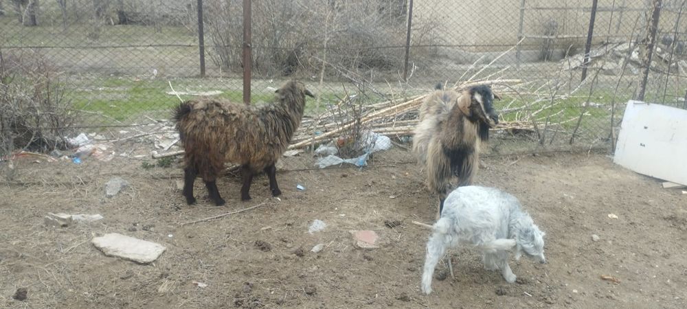 Ешкі лақ сатылады