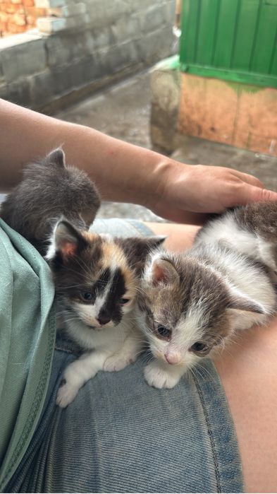 Отдам котят в добрые руки