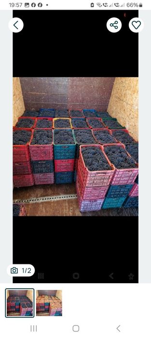 Struguri de vin direct din vie din Vrancea