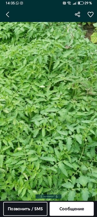 Прадаю рассаду клубники и помидор