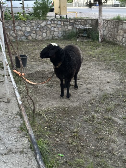 Qo’y qo’chqor 75-73 kg