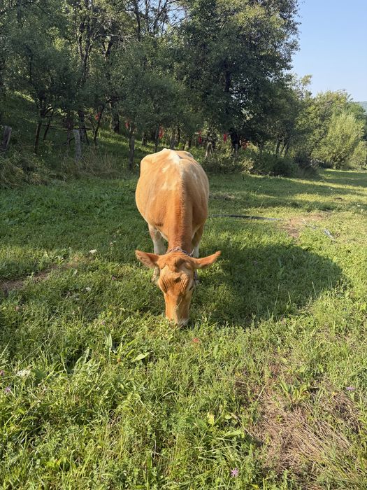 De vânzare vacă tânără