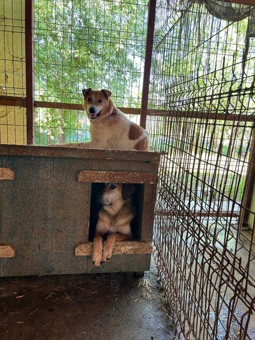 Adopta un caine - doua sufletele au nevoie de stapan!