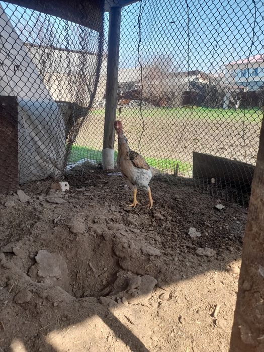 Хороший курица о шамо