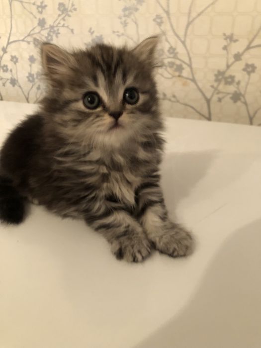 Котята скоттиш-фолд