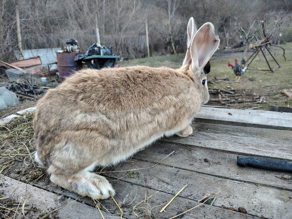 Vand pui de iepuri, marele german
