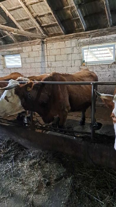 vand 2 vaci bune de lapte