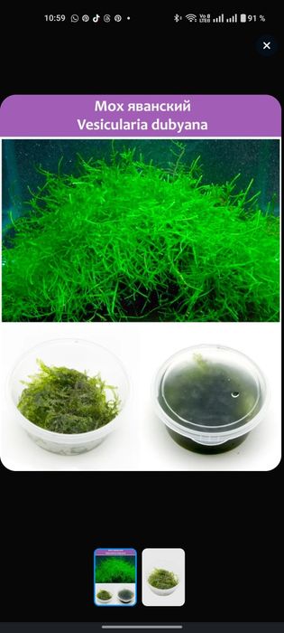 Яванский мох живой