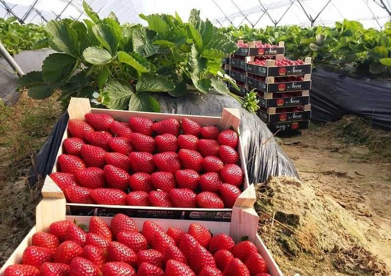 От Производител Уникален Разсад Ягоди и Малини