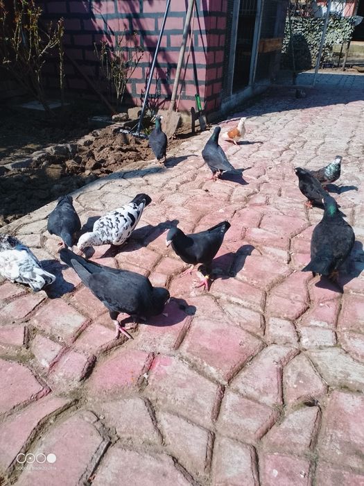 Porumbei voiajori de frumusete