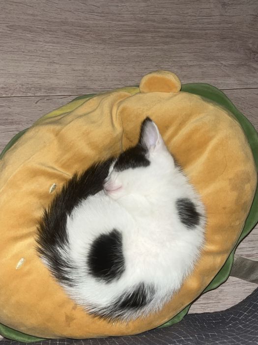 Котенок в добрые руки