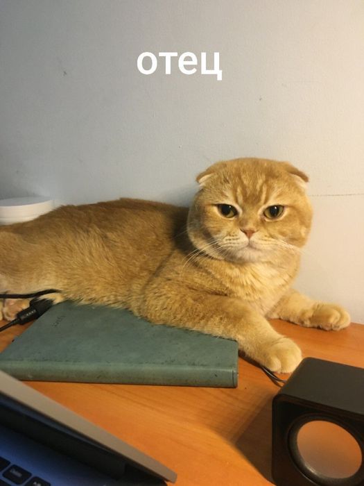 срочно scottish fold va straight