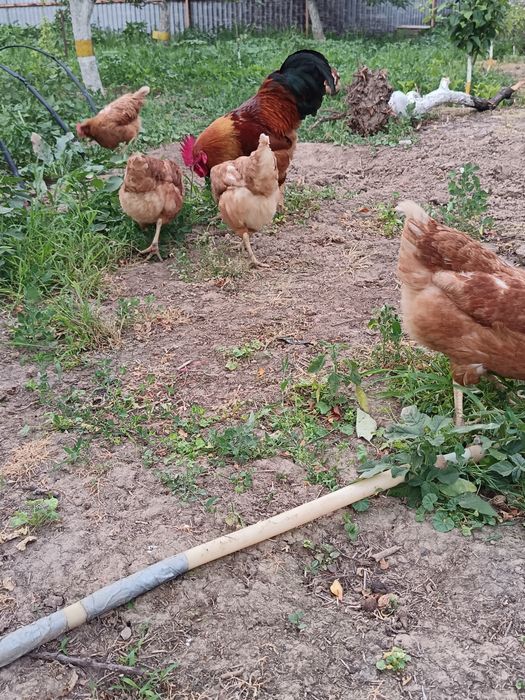 Продается куры ломан