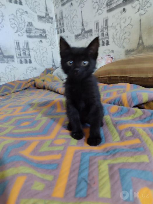 Продаем домашних котят
