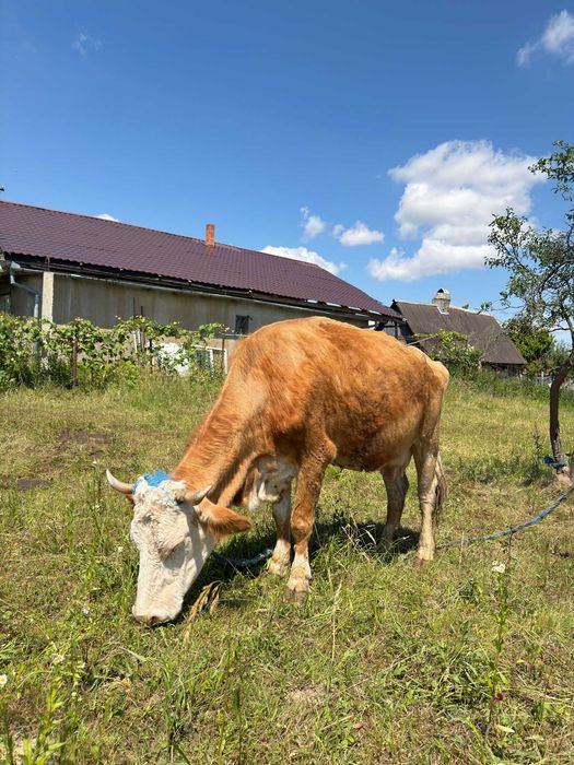 Animale domestice  vaci și vitel