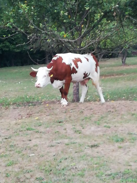 Vând vacă la prima fătare