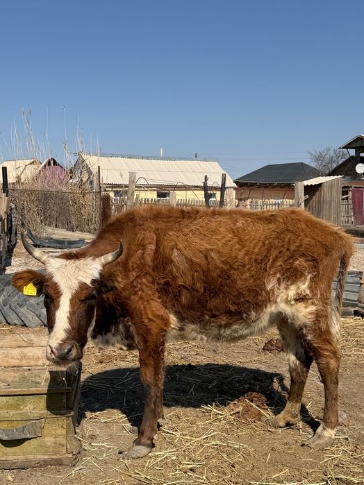 Буаз сиыр сатылады