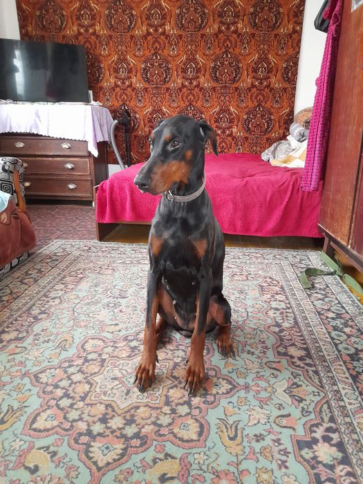 Отдам добермана бесплатно