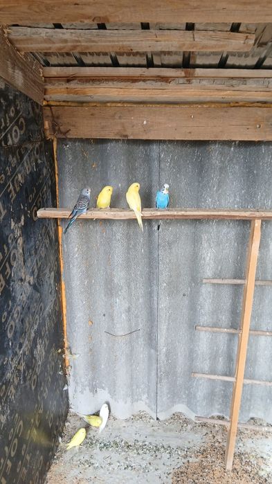 vând perusi diferite culori