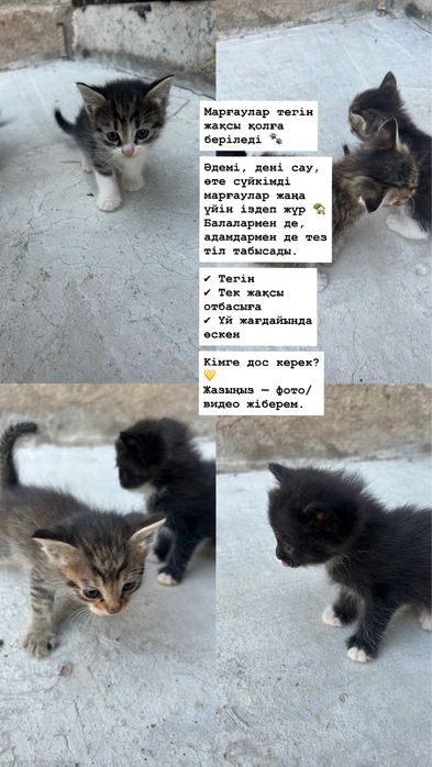 Мысыктар тегін-бесплатно