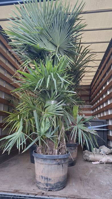 Палми Трахикарпус