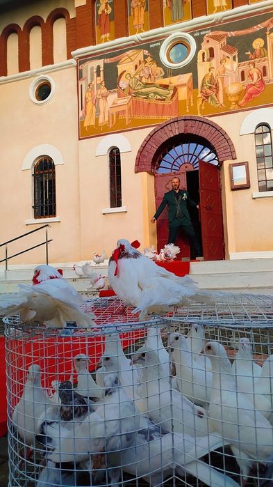 Porumbei albi, stâlpi albi și covor roșu
