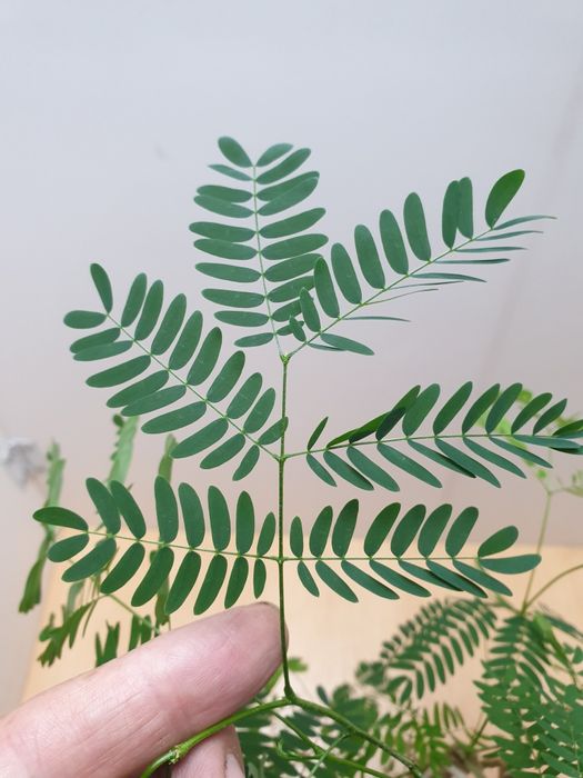 Огненное дерево. Распродажа