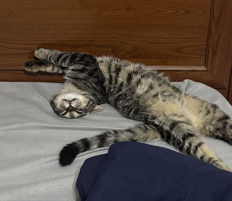 Отдам котенка в добрые руки