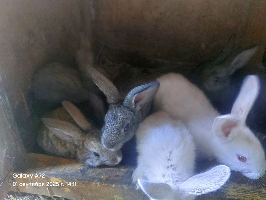 Кролихи и кролята