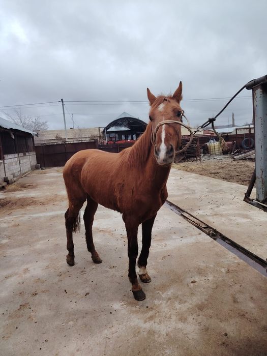 Құнан Ат Айғыр Жылкы