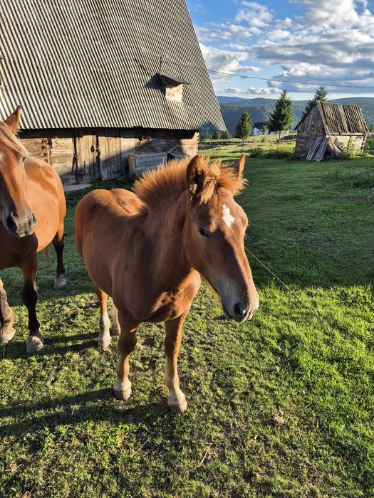 De doi minji ,preț negociabil