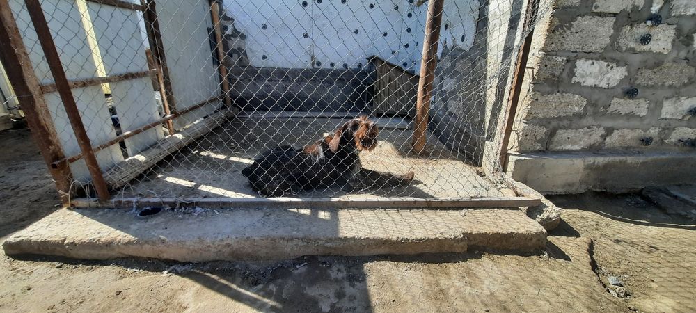 Дратхар сатылады