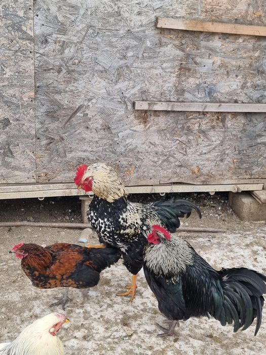 Cocoși șo gâște.