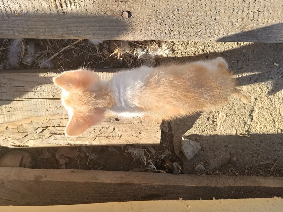 отдам кошек и котят срочно
