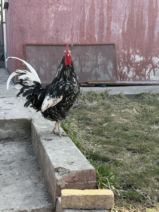 Петух австралорп