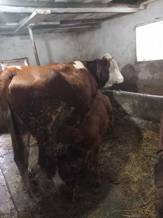 Vând vaca baltata românească cu vițel angus