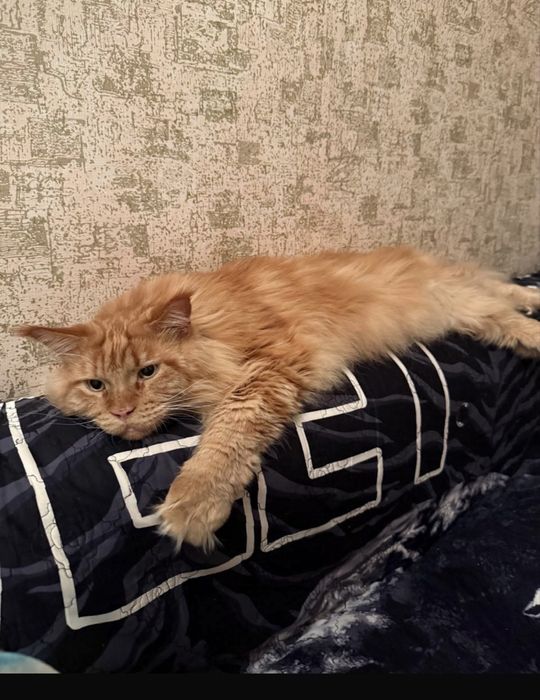 Кот пароды Мейн-Кун