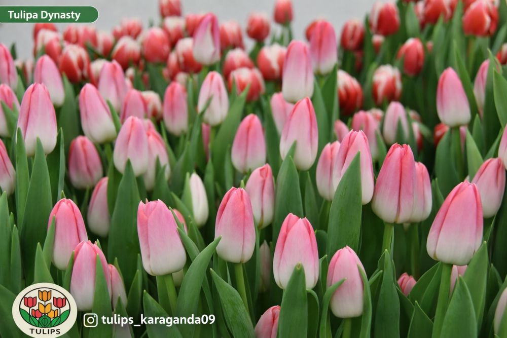 Оптом тюльпаны Голландия
