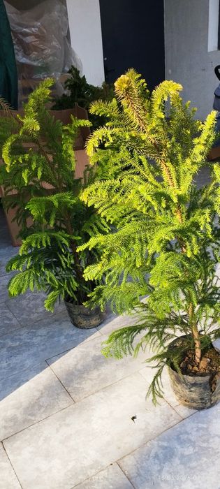 Ёлка Араукария свежий