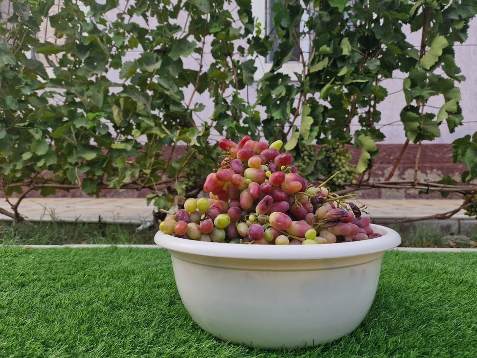 Отростки Виноградов