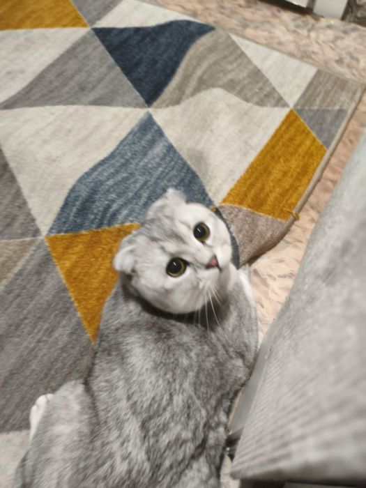 Вислоухая шиншилла